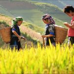 Đánh giá tour Sapa 3 ngày 3 đêm viet feeling travel