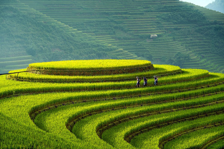 Tu Le Mu Cang Chai 2 ngay 1 dem 2 - Tour Mù Căng Chải Yên Bái