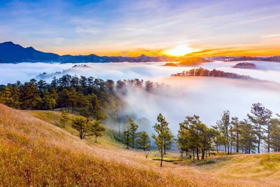 Rung Thong Yen Minh - Tour Hà Giang